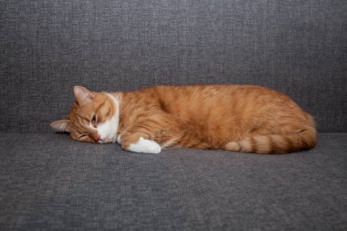üzgün kırmızı kedi gözleri açık gri bir kanepe ile anestezi sonra yalan. Adamları depresif farklı kedi karakteri bir üzüntü. Veteriner ve Evcil hayvan bakımı