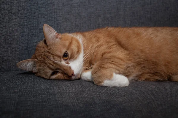 Закрывай. Красная кошка лежит с открытыми глазами на сером диване после анестезии. Другая кошачья печаль впала в депрессию без своих людей. ветеринария и уход за животными — стоковое фото
