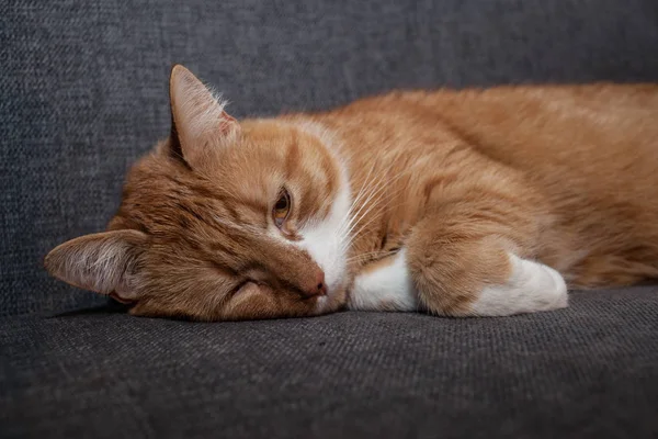 Грустный красный кот, лежащий с открытыми глазами на сером диване после анестезии. Другая кошачья печаль впала в депрессию без своих людей. ветеринария и уход за животными — стоковое фото