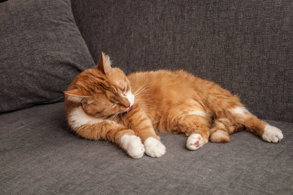 Красная кошка моется на диване. психические расстройства животных. одержимый облизыванием. Другая кошачья печаль впала в депрессию без своих людей. ветеринария и уход за животными — стоковое фото