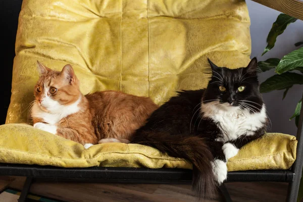 Две Домашние Кошки Красно Черно Белые Желтом Кресле Отворачиваются Друг — стоковое фото