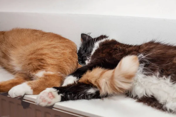 Dois gatos, vermelho e preto e branco, estão deitados pacificamente em um radiador quente, amontoando juntos. o gato abraçou os gatos cauda vermelha e dorme. Amizade, relacionamento e psicologia de gatos — Fotografia de Stock