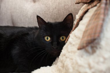 korku ile sarı gözlü siyah kedi uzaya görünüyor. Zihinsel ve duygusal sorunları kedi