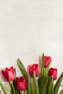 gri bir arka plan üzerinde üst üste beş kırmızı lale. metin ve kopya için alan.