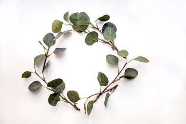 Okaliptüs beyaz zemin üzerine bırakır. Okaliptüs dallarında yapılan çelenk. Düz yatıyordu, en iyi görünümü