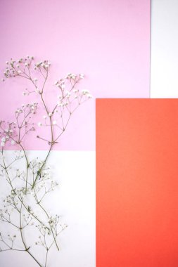 Arka planlar ve düzen. Minimalist geometrik arka plan beyaz, pembe ve mercan gölge ile gypsophila şube