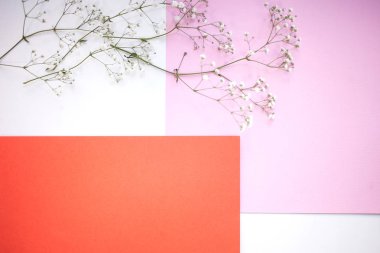 Arka planlar ve düzen. Beyaz, pembe ve mercan gölge gypsophila şubesi ile yatay minimalist geometrik arka plan