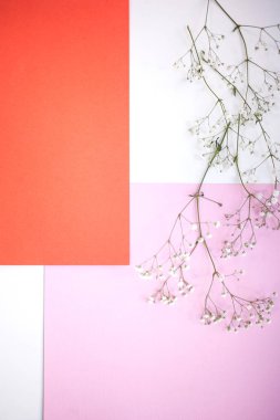Arka planlar ve düzen. Minimalist geometrik arka planda pastel beyaz, pembe ve mercan gölge ile gypsophila şube