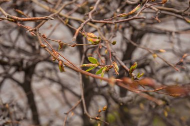Bahar çiçek ve çiçeklenme çalılar. Brunch 'da küçük yeni bahar yeşili yaprakları
