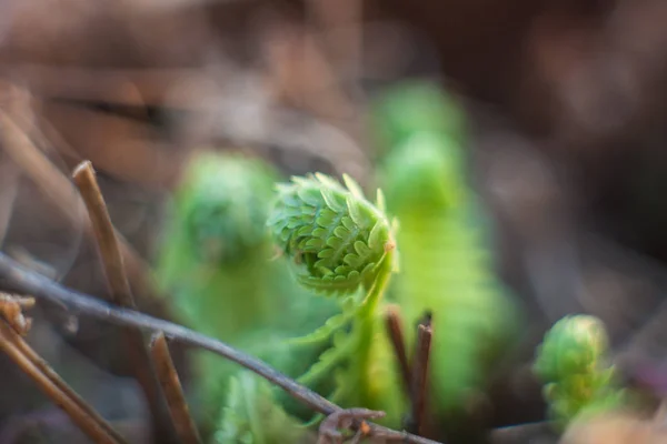 Neue Farnblätter blühen im Wald inmitten des trockenen Grases — Stockfoto