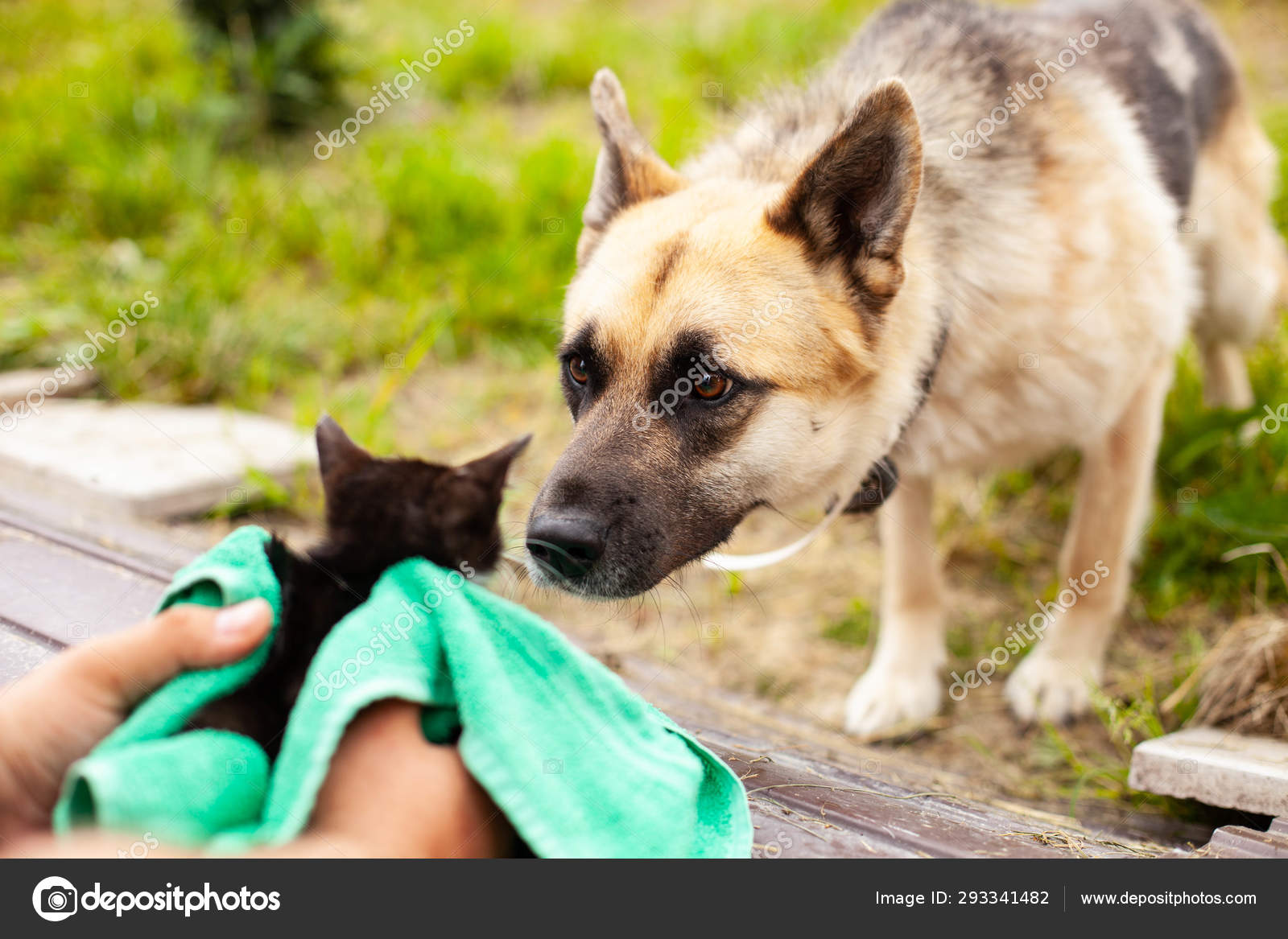 A big dog and a little kitten in male hands sniffing each other outdoor Stock Photo by ©Burkkina_Fasso 293341482 A big dog and a little kitten in male hands sniffing each other outdoor Stock Photo by ©Burkkina_Fasso 293341482