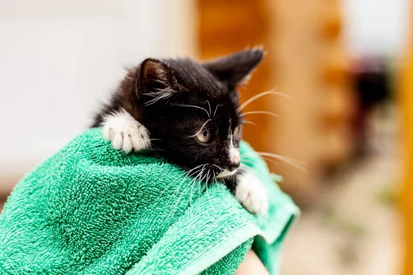 Gatito blanco y negro en una toalla verde en mano humana — Foto de Stock