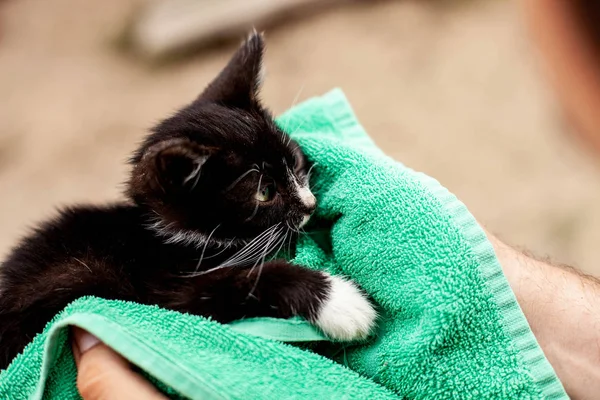Gatito blanco y negro en una toalla verde — Foto de Stock