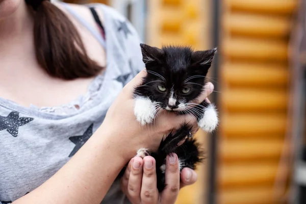 Animales sin hogar y cuidado de mascotas. chica sosteniendo un flaco enojado negro y blanco gatito en sus brazos — Foto de Stock