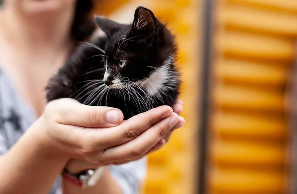 Animales sin hogar y cuidado de mascotas. negro-blanco gatito se sienta en hembra palmeras de cerca — Foto de Stock