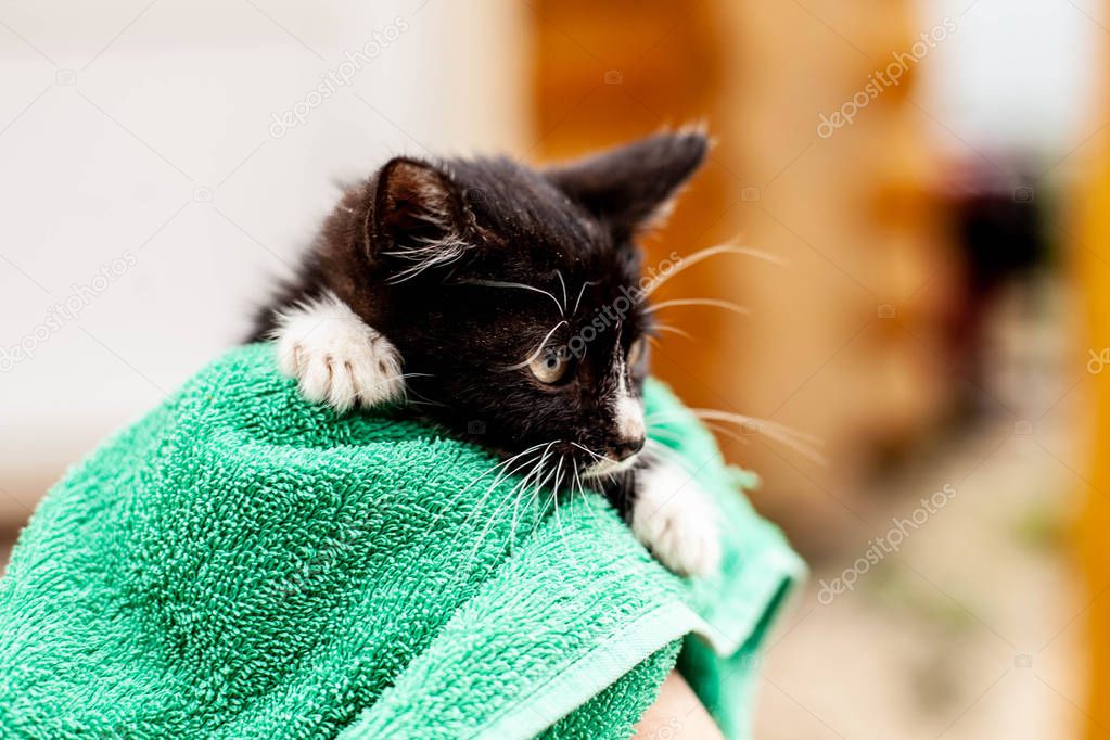 black and white kitten in a green towel in human hand