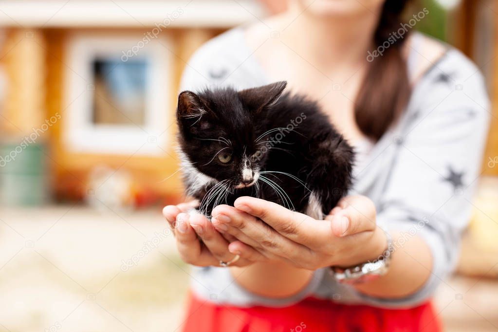 Homeless animals and pet care. Black-white kitten sits in female palms