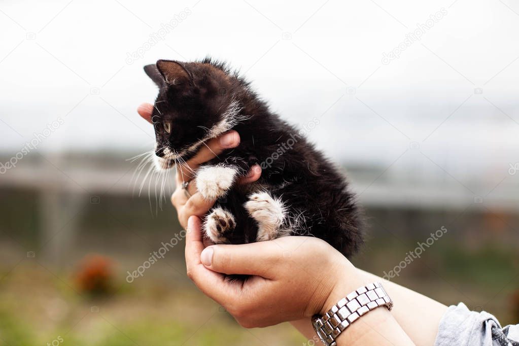 Black-and-white kitten curled up in a lump in female palms