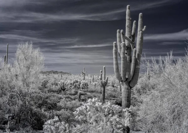 Una Vista Desierto Bosque Nacional Tonto Arizona Infrarrojos —  Fotos de Stock