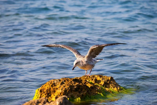 Gabbiano Sulle Rocce Che Prepara Volare — Foto Stock