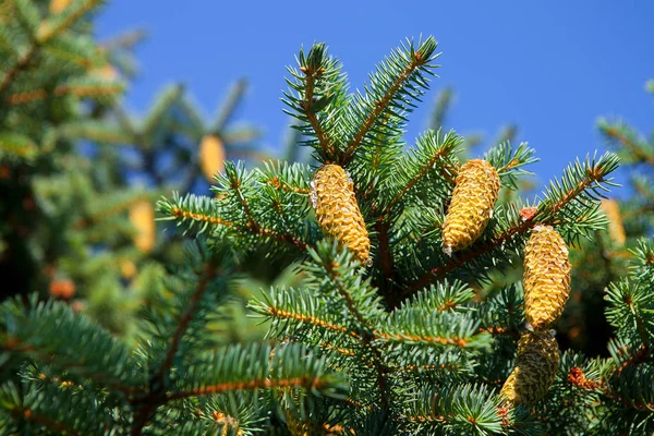 Bumps Branches Pine — Stock Photo, Image