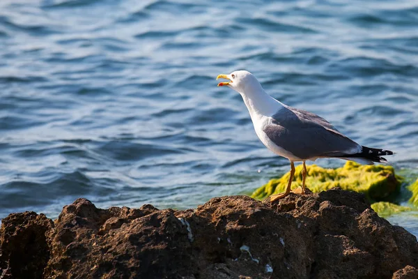 Ελεφαντόδοντο Gull σε ένα φόντο του ωκεανού — Φωτογραφία Αρχείου