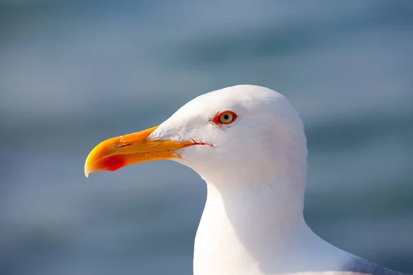 Gaivotas de cabeça branca com bico amarelo — Fotografia de Stock