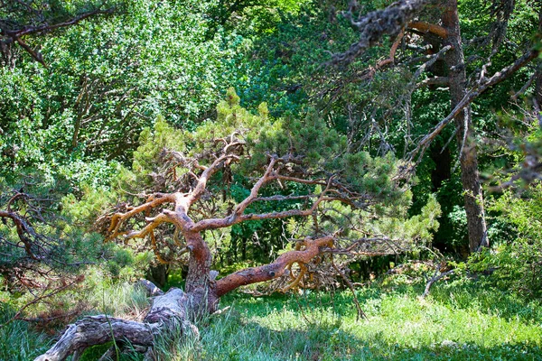 Yeşil Park çam ağaçları arasında düşmüş ağaç