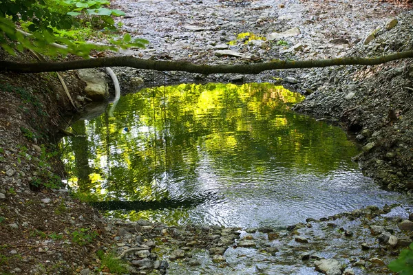 森の中の木 々の間水たまり — ストック写真