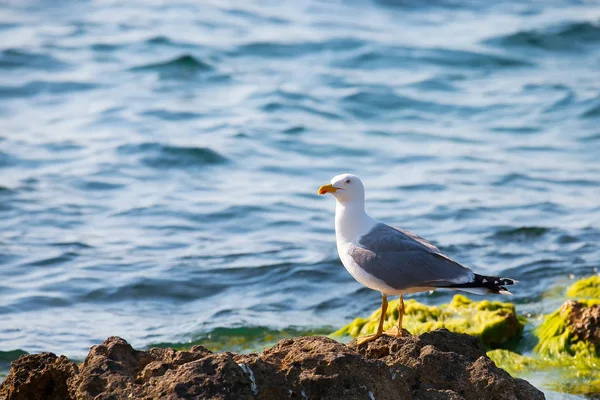 Seagull on the rocks in the ocean — Stock Photo, Image