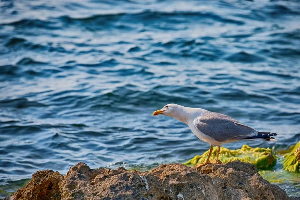 Meeuw op de rotsen in de Oceaan — Stockfoto