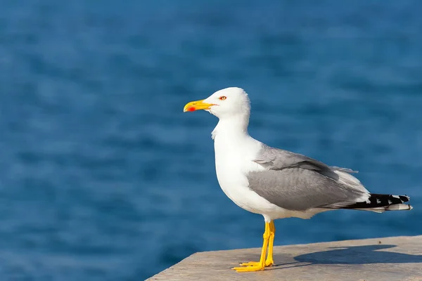 Måsen på piren i havet — Stockfoto