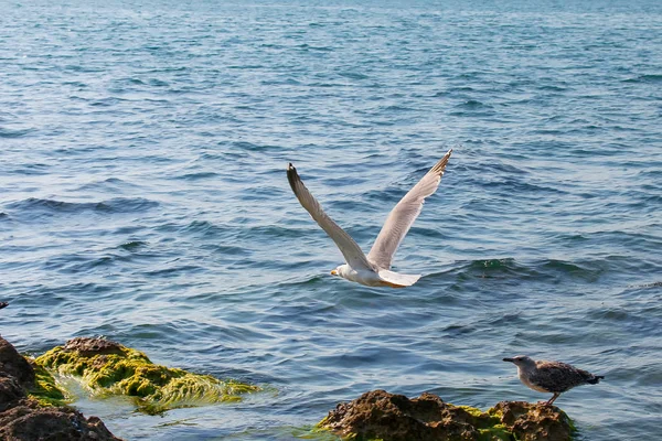 Uma gaivota voa sobre pedras no mar — Fotografia de Stock