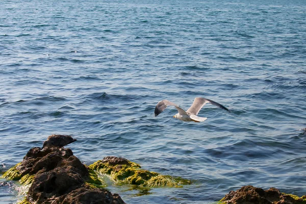 Полет чаек на камнях в океане — стоковое фото