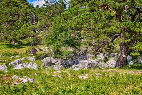 Glade kayalar ve çam ağaçları