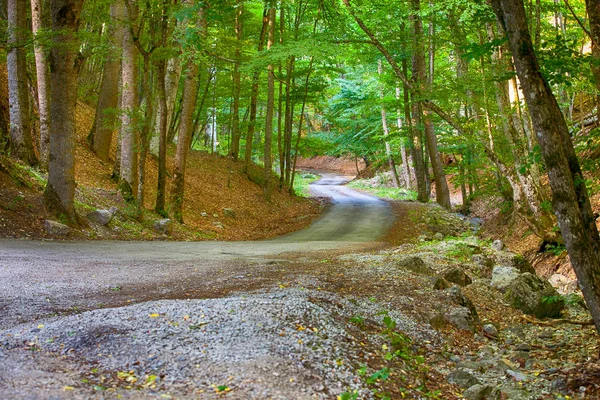 iğne yapraklı orman yoluyla dolambaçlı yol