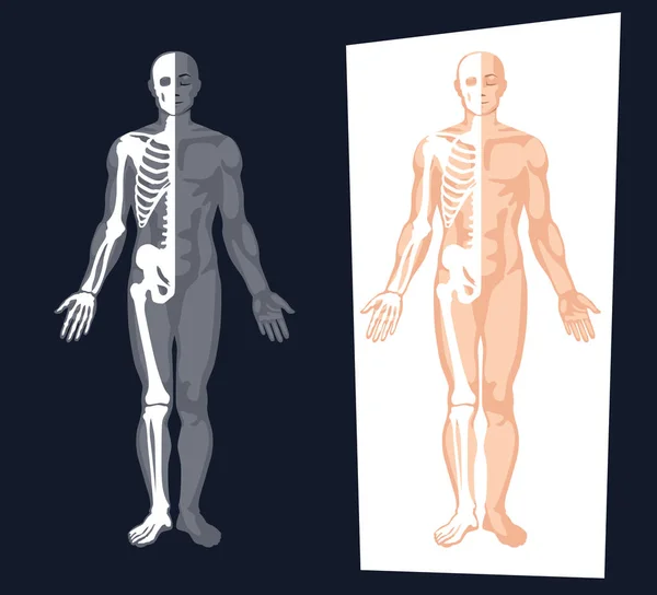 İnsan vücudu anatomisi vektör çizim.