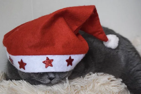 Kot Czapce Świętego Mikołaja — Zdjęcie stockowe