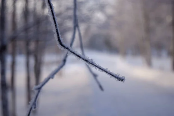 Galhos Árvores Congeladas Neve — Fotografia de Stock