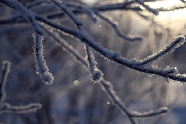 Galhos Árvores Congeladas Neve — Fotografia de Stock