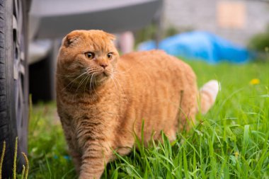 Kırmızı İskoç Fold kedi çimenlerin üzerinde yürüyüş
