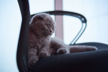 İskoç kedisi. Meraklı İskoç kedi yavrusu. Kameraya yakından bak.