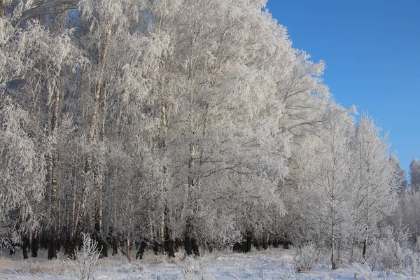 Snowy Winter Forest Fairy Vorst Van Siberische Vorst — Stockfoto