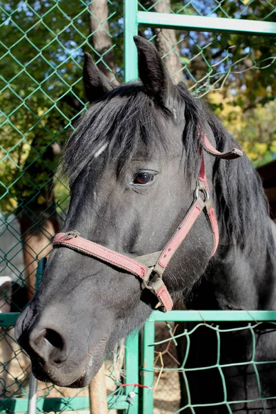 Zwarte Paard Zoekt Juiste Close — Stockfoto