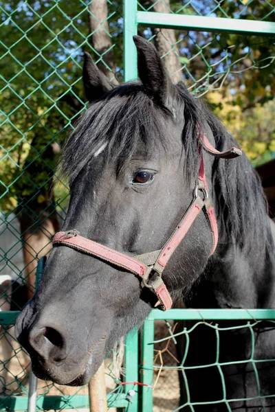 Caballo Negro Mirando Cerca —  Fotos de Stock