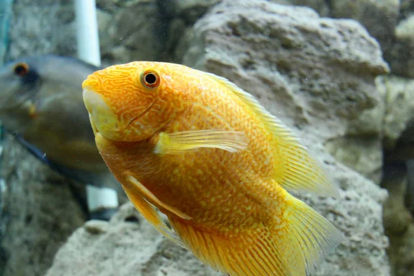 Bellissimi Pesci Mare Dorati Nuotano Nell Acquario — Foto Stock