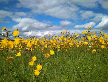 Çayırdaki sarı kır çiçekleri
