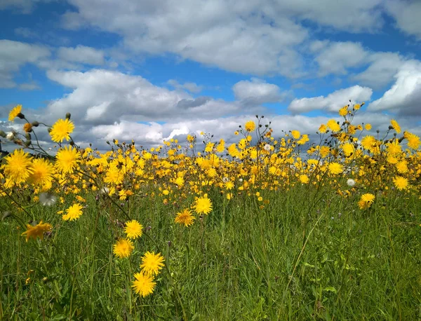 Çayırdaki sarı kır çiçekleri