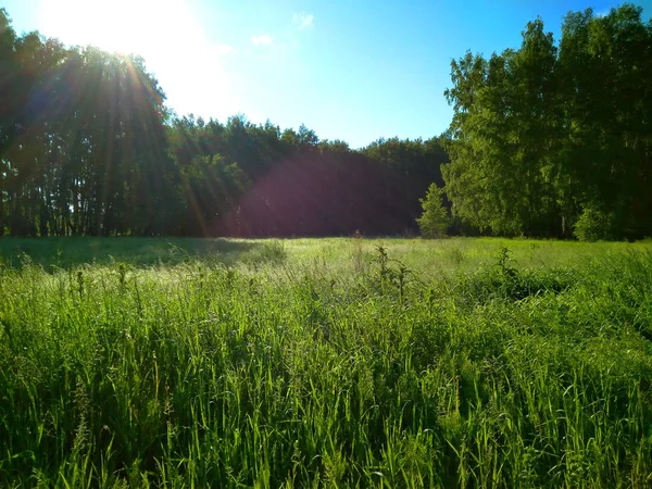 Green meadow forest meadow summer sun