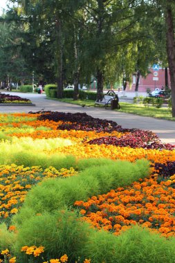 Gün boyunca Park City güzel turuncu çiçekler